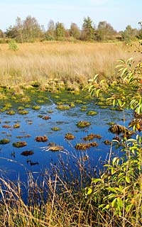 Aschendorf Moor Moorpfad