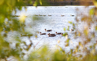 Bargermoor Bargerveen Naturpark