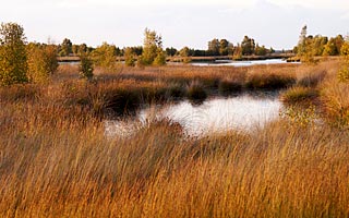 Bargermoor Bargerveen Naturpark Moor