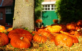 Spätsommer im Emsland Kürbis