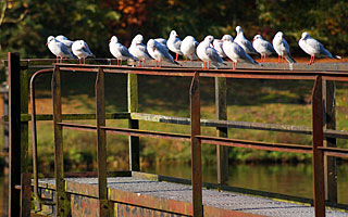Meppen Dortmund-Ems-Kanal