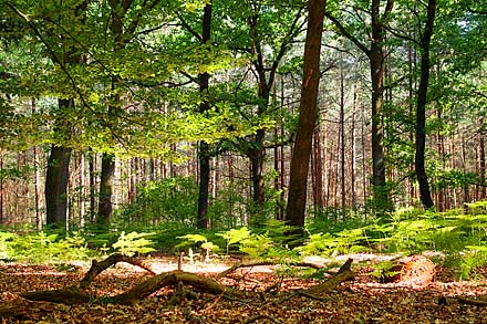 Tinner Loh Naturschutzgebiet